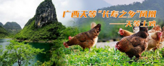 誉为“鸡中凤凰”的天等土鸡，它是如何走红的？