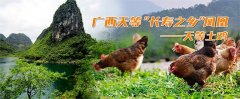 揭秘：长寿之乡“天等土鸡”不为人知的秘密