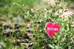 唯品会4万棵爱心林点绿阿拉善，实现绿色生态与精准扶贫双赢  
